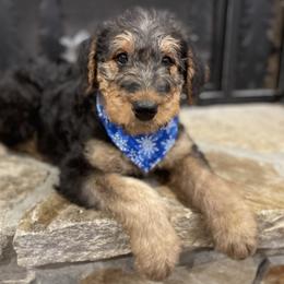 Airedale Terrier Puppies from RiverRun Terriers