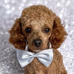 Charlie - Poodle