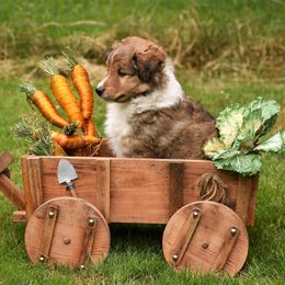 Shetland Sheepdog Puppies from RimRanch Shelties