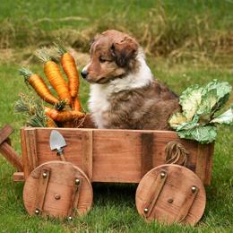 Shetland Sheepdog Puppies from RimRanch Shelties