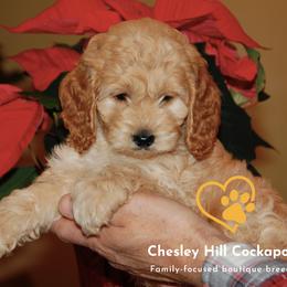 Cockapoo Puppies from Chesley Hill Cockapoos