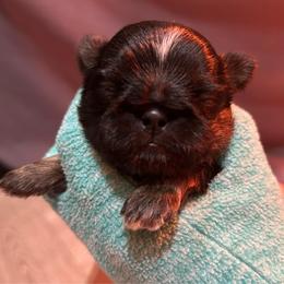 Waffles - Black and tan male Shih Tzu puppy in Nekoosa, Wisconsin from Brox Acres House of Fur LLC