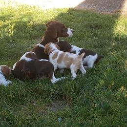 Brittany Puppies from Wind Mountain Kennels