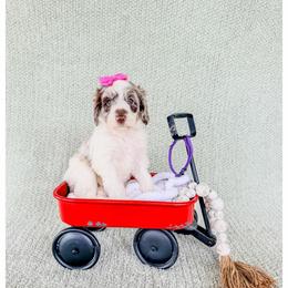 Pearl - Chocolate merle female Bernedoodle puppy in Lake City, Florida from 224 Doodles and Poodles