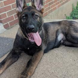 German Shepherd Puppies from Cintron K9