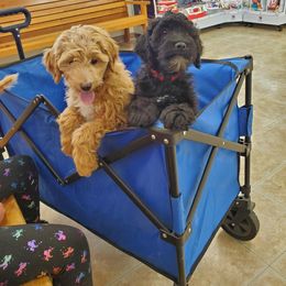 Aussiedoodle Puppies from Color Country Doodles