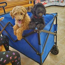 Aussiedoodle Puppies from Color Country Doodles