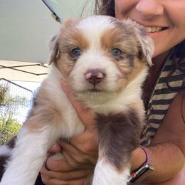 Rocky Road - Red merle female Miniature Australian Shepherd puppy in Sonora, California from Quarle Ranch Mini Aussies