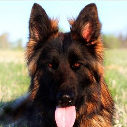 German Shepherd All Grown Up from Haus Wesmiller