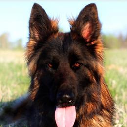 German Shepherd All Grown Up from Haus Wesmiller