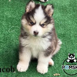 Jacob - Black and white male Pomsky puppy in Eastman, Georgia from Once Upon A Pomsky