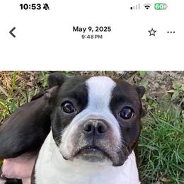 Hallie - Boston Terrier
