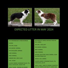 American Eskimo Dogs and Border Collies from Mondenkind Border Collies and Guidingstars American Eskimos
