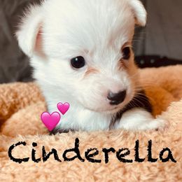 Cinderella - Brindle and white female Cardigan Welsh Corgi puppy in Middleburg, Florida from Stornoway Cardigan Welsh Corgis