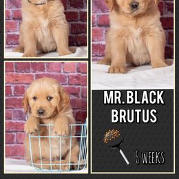Brutus - Dark golden male Golden Retriever puppy in Driggs, Idaho from SK Golden Retrievers