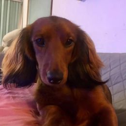 Chevi - Dachshund