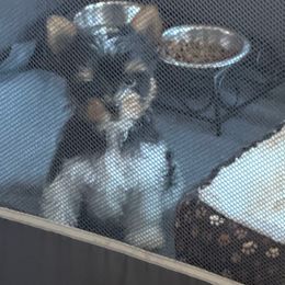 SD99Biewers Ravioli S-G - Black tan and white male Biewer Terrier puppy in Lebanon, Oregon from SD99Biewers