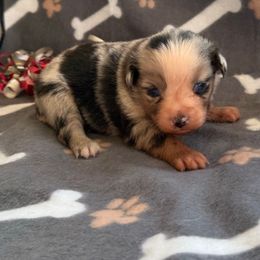 Boy 2 - Blue merle male Miniature Australian Shepherd puppy in Ellsworth, Kansas from Flying H Mini Aussies
