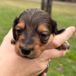 Rowan - Red male Dachshund puppy in Troup, Texas from East Texas Dachshunds