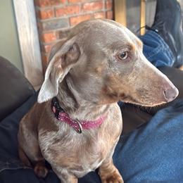 Ellie Mae - Dachshund
