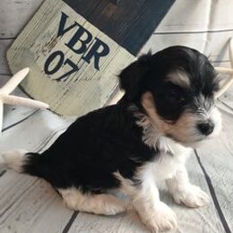 Havanese Puppies from Col-Haven Havanese