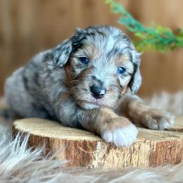 Cowboy Hat - Blue merle male Aussiedoodle puppy in Lancaster, Minnesota from Finney Ranch