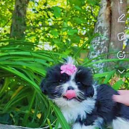 Sweetie - Black and white female Shih Tzu puppy in Willard, Utah from Shih-tzu Queen