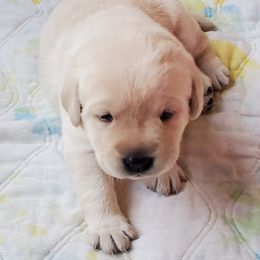 Labrador Retriever Puppies from Hayden Creek Labs