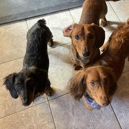 Dachshunds from Triangle B Doxie Ranch