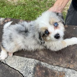 Aussiedoodle Puppies from Hearth&Hound Doodles