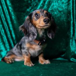 Scottie - Dachshund