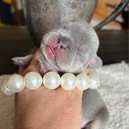 Bashful - Blue fawn female French Bulldog puppy in Rathdrum, Idaho from Smart Pomskies and Frenchies