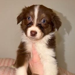 Winter - Red tri-color female Australian Shepherd puppy in Anniston, Alabama from All Hale Aussies