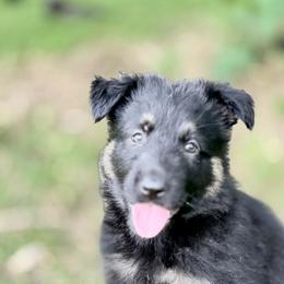 Bicolor female - Bi-color female German Shepherd puppy in Dresser, Wisconsin from Kleiner Bach German Shepherds