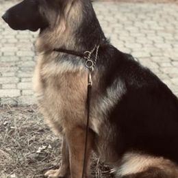 German Shepherds from Becky Fleming's German Shepherds