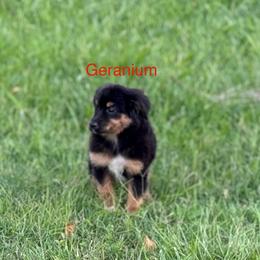 Miniature Australian Shepherd Puppies from Dutton's Show Me Farms