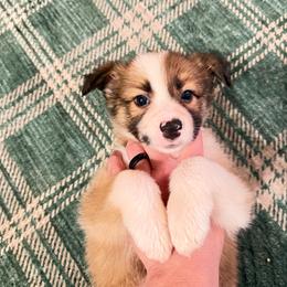 Dreamfyre - Sable female Border Collie puppy in Lewis, Iowa from 4Ransom Ranch