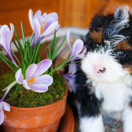 Aussiedoodle and Bernedoodle Puppies from Spring Mountain Doodles