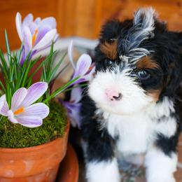 Aussiedoodle and Bernedoodle Puppies from Spring Mountain Doodles