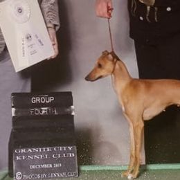 Italian Greyhounds from Noblewinds