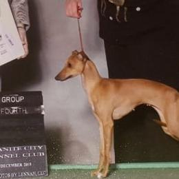 Italian Greyhounds from Noblewinds