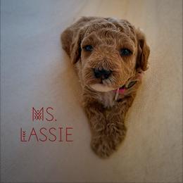 Ms. Lassie - Red  female Goldendoodle puppy in Sacramento, California from Dandy Doodles Goldendoodles