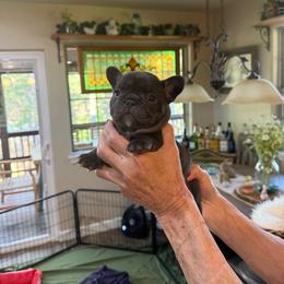 Purple collat girl - Liver female French Bulldog puppy in Golden, Missouri from Baxa Frenchie’s