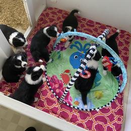 Border Collie puppies from Classic kennel