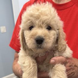 Kenny - Cream male Goldendoodle puppy in Springfield, Pennsylvania from Lesher Goodwin Goldendoodles