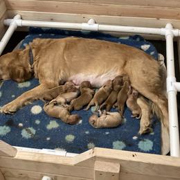 Boy 2 - Light golden male Golden Retriever puppy in Sacramento Area, California from Gold Country Golden Retrievers