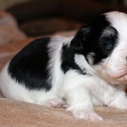 Havanese Puppies from Mary Lopez