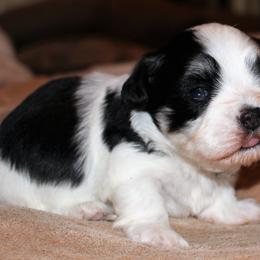 Havanese Puppies from Mary Lopez