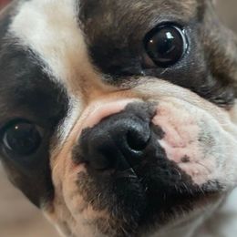 Whiskey - Boston Terrier