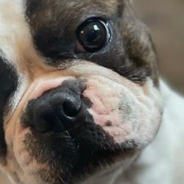 Whiskey - Boston Terrier
